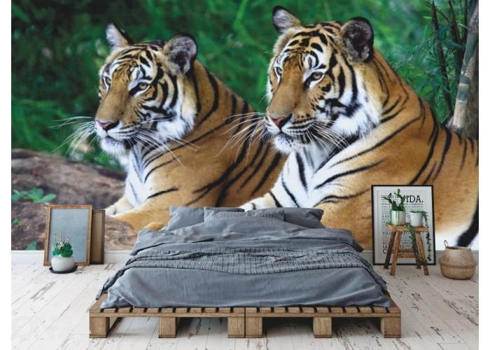 Fleece kuvatapetti Two Tigers On The Rock 368x254 cm kuvasuurennos