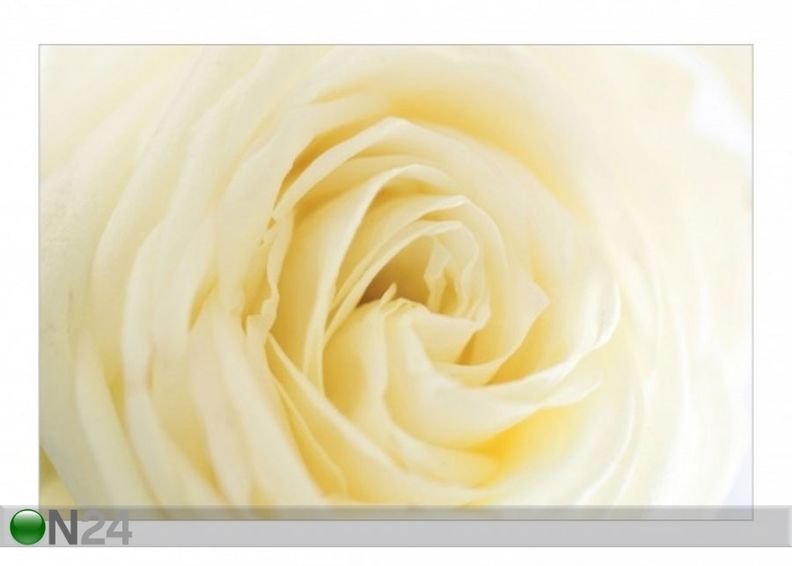Fleece-kuvatapetti WHITE ROSE kuvasuurennos