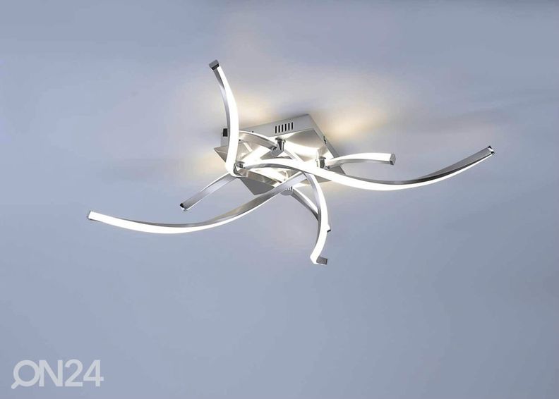 Kattovalaisin Polina kuvasuurennos