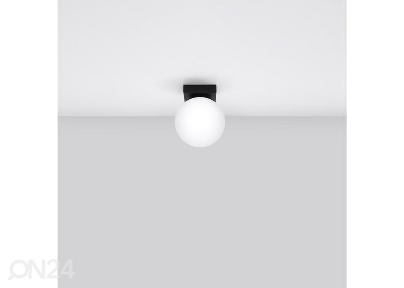 Kattovalaisin Yoli 1 kuvasuurennos