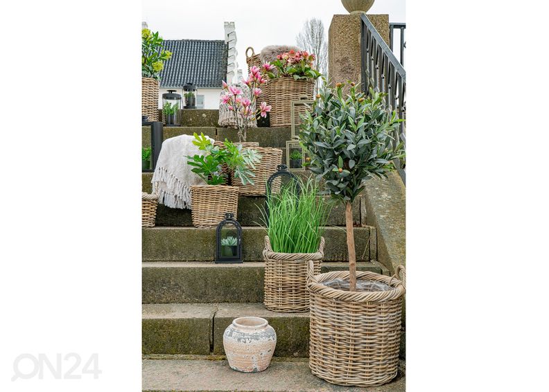 Korit / kukkaruukut Vũng Tàu, 2 kpl kuvasuurennos