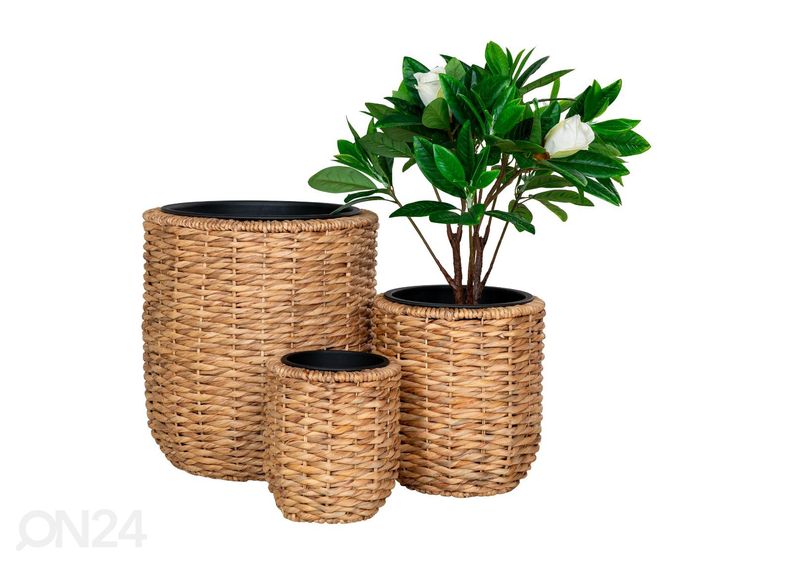 Kukkaruukku Hanoi, 3 kpl kuvasuurennos