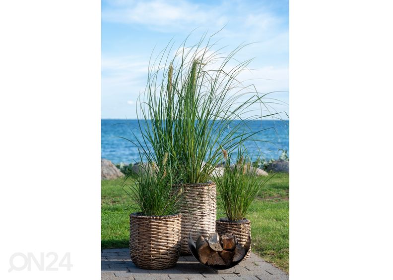 Kukkaruukku Hanoi, 3 kpl kuvasuurennos