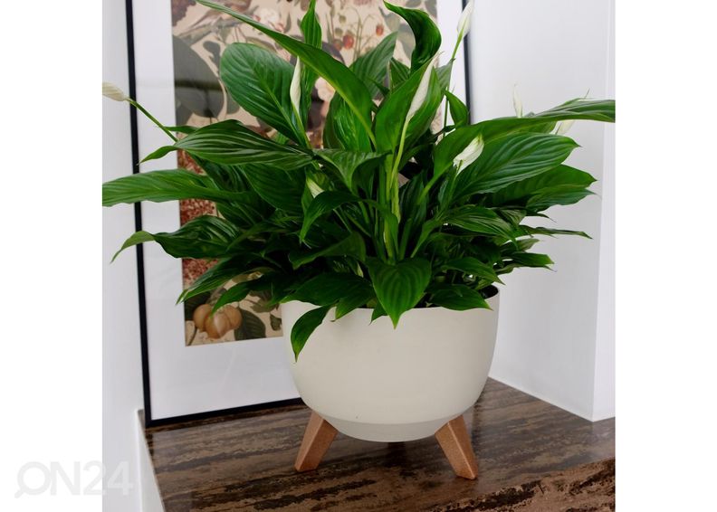 Kukkaruukku jaloilla Roma Legs Ø 29 cm kuvasuurennos