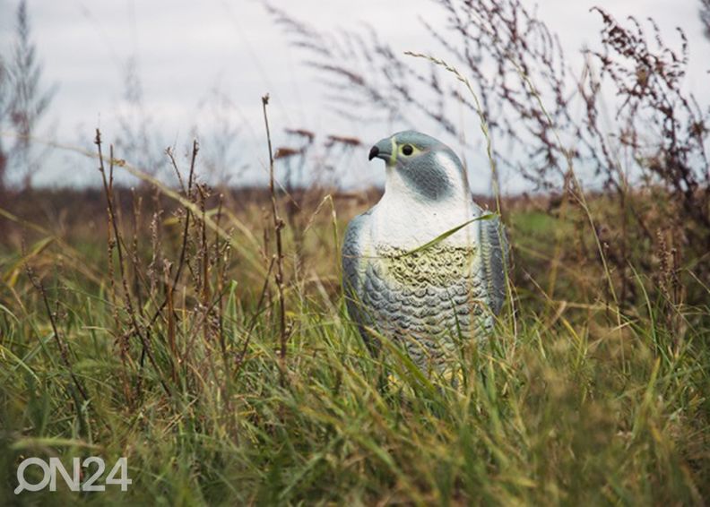 Linnunpelätin Seisova haukka kuvasuurennos
