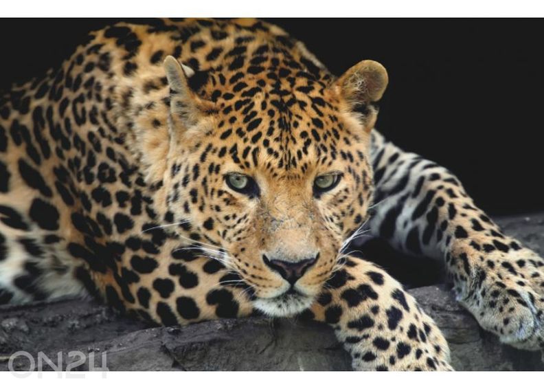 Non-woven kuvatapetti Close Up Leopard Portrait 368 x 254 cm kuvasuurennos