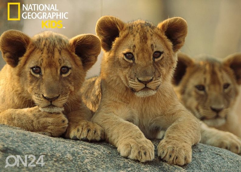 Palapeli 3D Afrikan leijonat 63 osaa kuvasuurennos