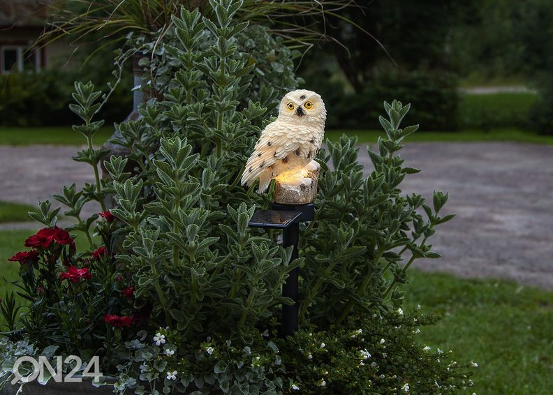 Pihakoriste aurinkokennolla Owl kuvasuurennos