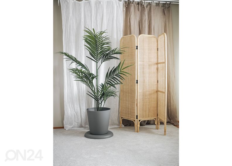 Rottinki sermi Albert kuvasuurennos