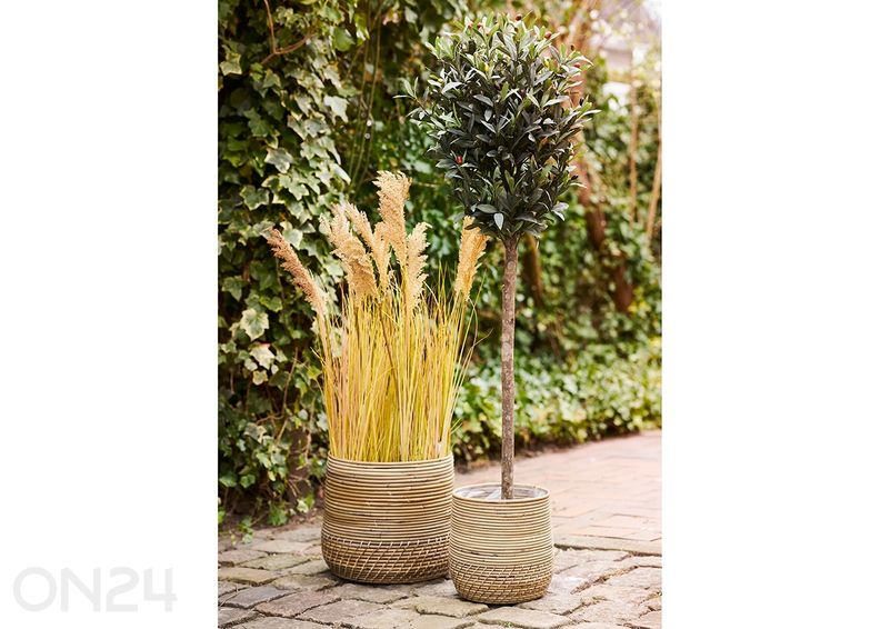 Rottinkikorit Moro kuvasuurennos