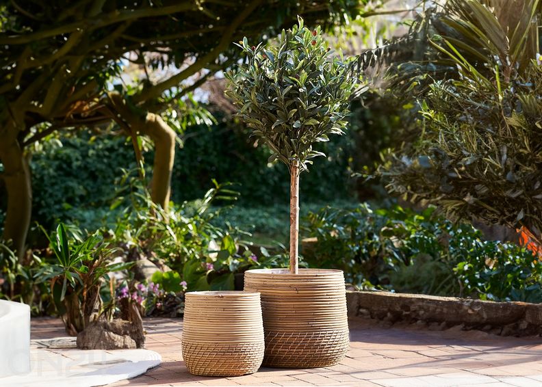 Rottinkikorit Moro kuvasuurennos