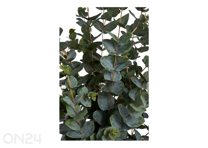 Tekoeukalyptus kuvasuurennos
