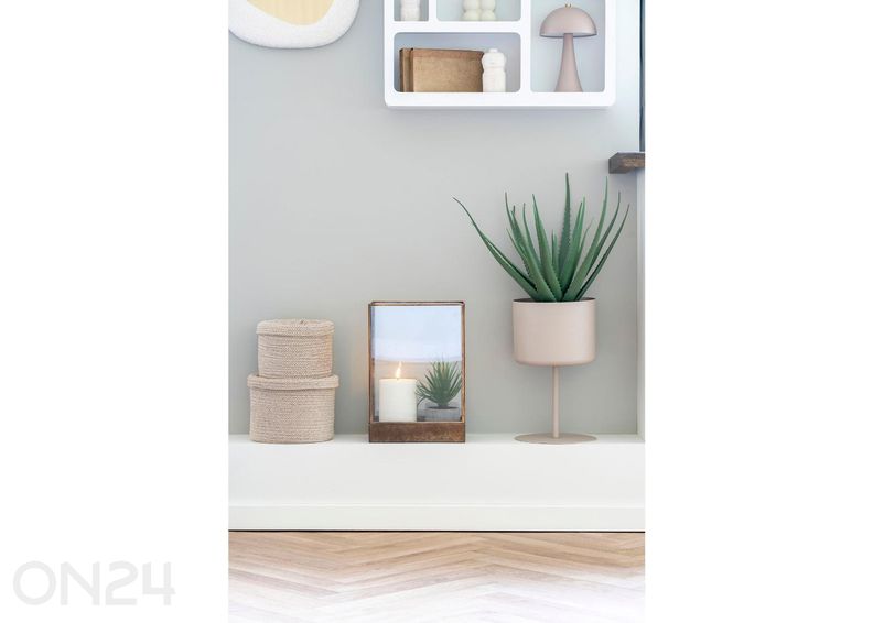 Tekokasvi Aloe Vera 1 kpl kuvasuurennos