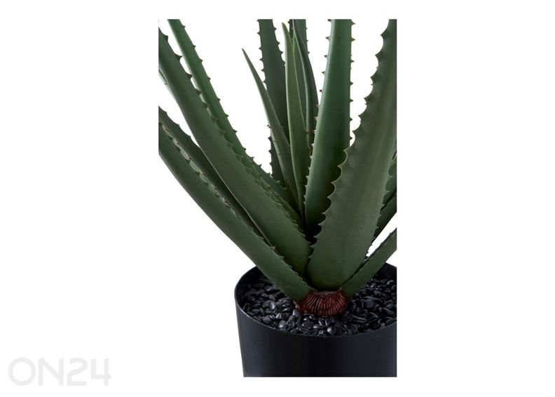 Tekokasvi Aloe Vera 1 kpl kuvasuurennos