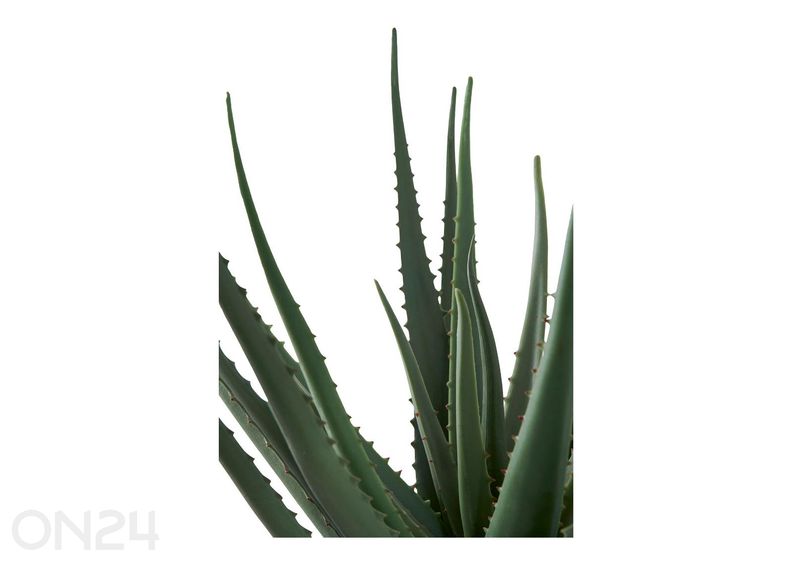 Tekokasvi Aloe Vera 1 kpl kuvasuurennos