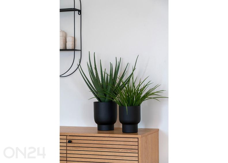 Tekokasvi Aloe Vera 1 kpl kuvasuurennos