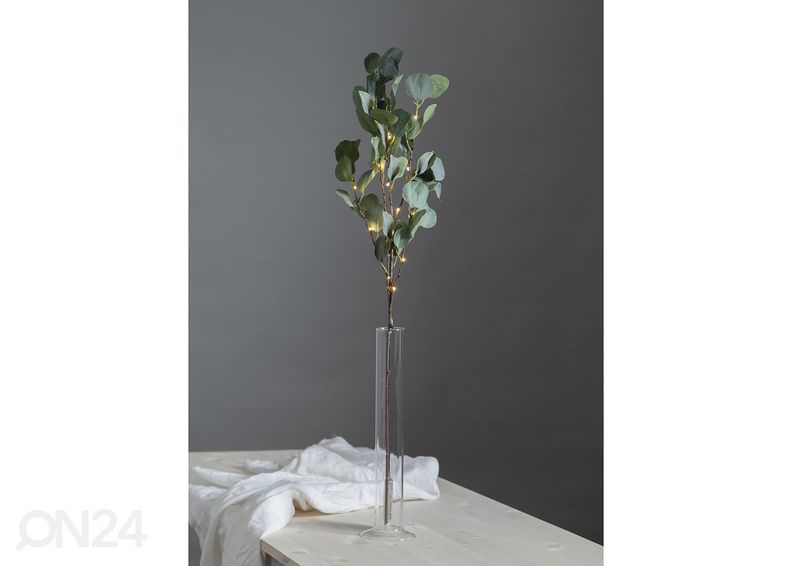 Valokoriste Eukalyptus kuvasuurennos