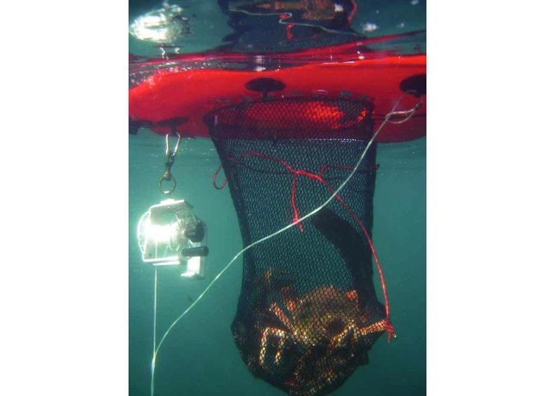 Verkko kalasaaliin säilytykseen Sevylor Divenet kuvasuurennos