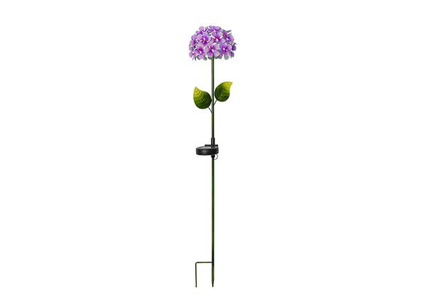 Aurinkokennovalaisin Hortensia