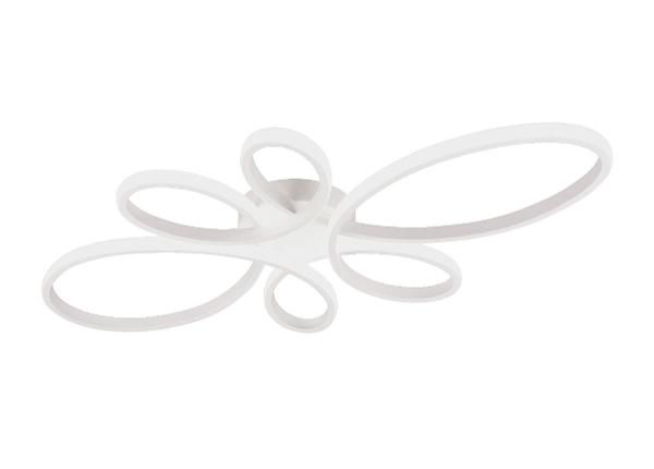 Kattovalaisin Fly