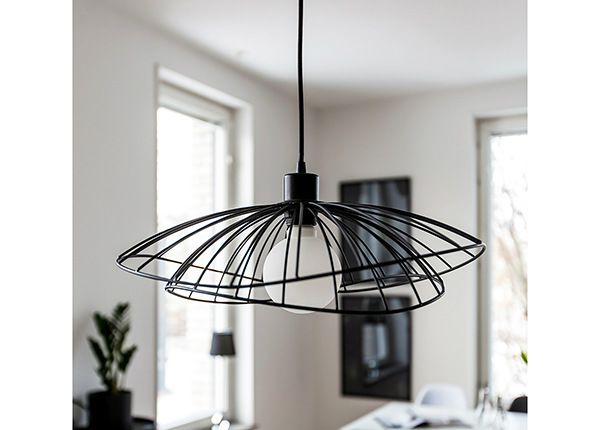 Kattovalaisin Ray