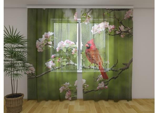Läpinäkyvä kuvaverho Bird Cardinal on a Spring Twig 240x220 cm