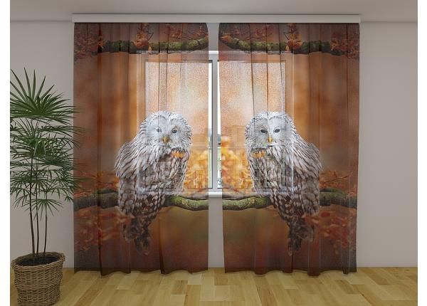 Läpinäkyvä kuvaverho Ural Owl at Autumn Oak Forest 240x220 cm