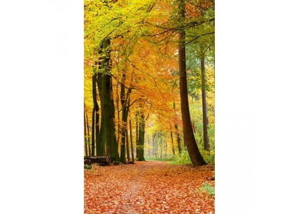 Non-woven kuvatapetti Autumn forest