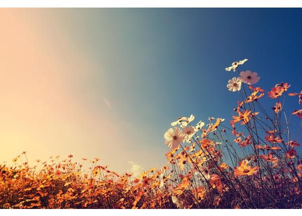 Non-woven kuvatapetti Beautiful Cosmos Flower