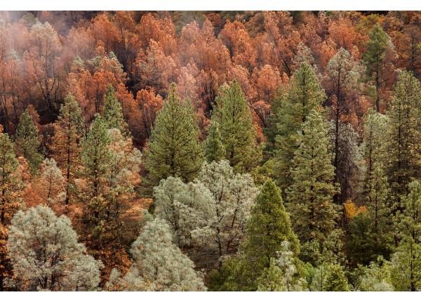 Non-woven kuvatapetti Beautiful Forest