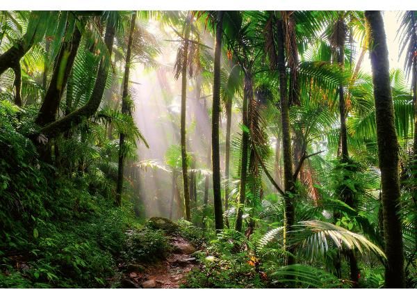 Non-woven kuvatapetti Beautiful Jungle Path