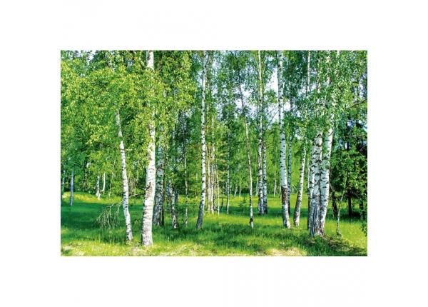 Non-woven kuvatapetti Birch grow 375x250 cm