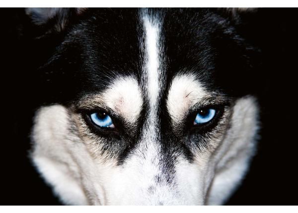 Non-woven kuvatapetti Blue Eyes Husky