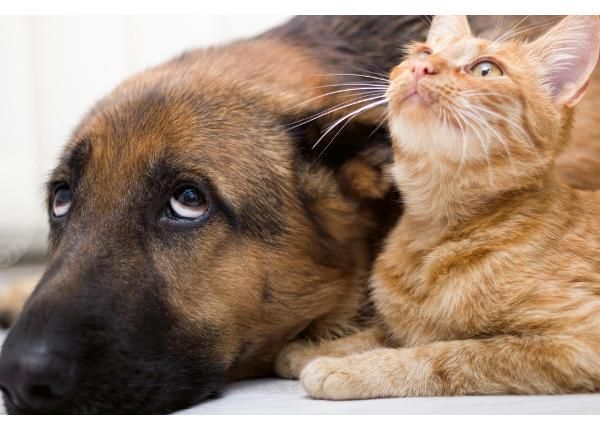 Non-woven kuvatapetti Cat And Dog Together