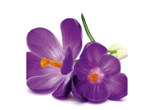 Non-woven kuvatapetti Crocus