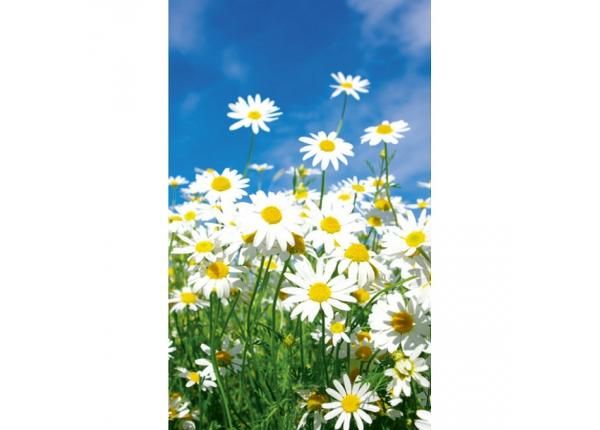 Non-woven kuvatapetti Daisies