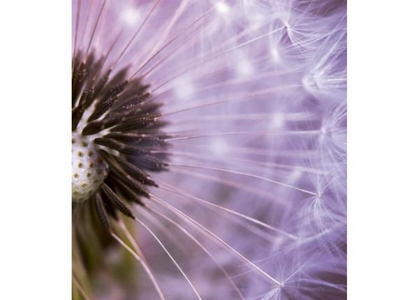 Non-woven kuvatapetti Dandelion