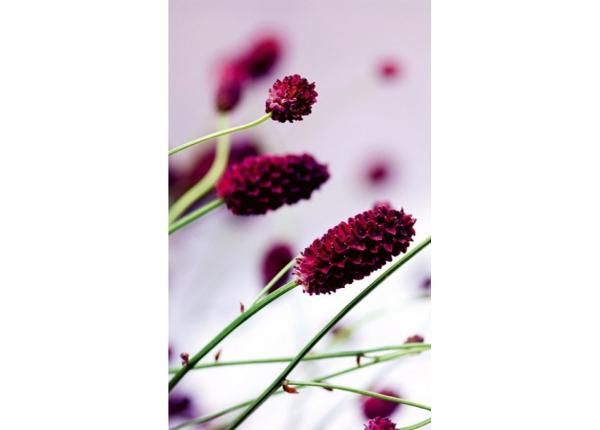 Non-woven kuvatapetti Floral violet