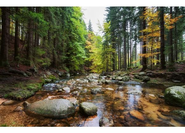 Non-woven kuvatapetti Forest Stream
