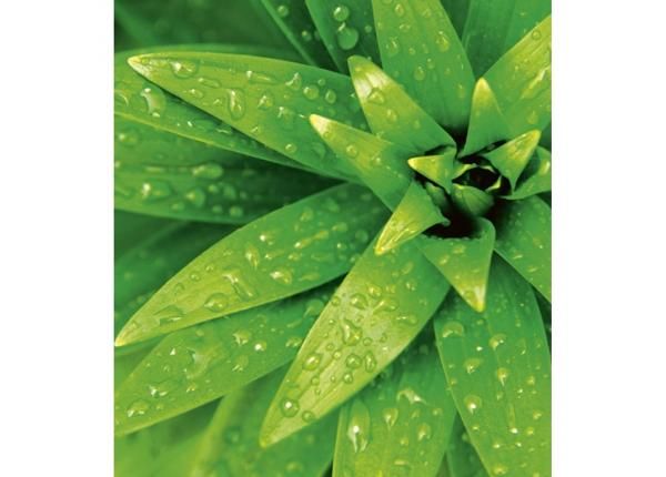 Non-woven kuvatapetti Fresh foliage