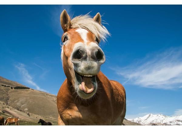 Non-woven kuvatapetti Funny Shot Of Horse
