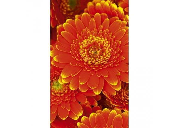 Non-woven kuvatapetti Gerbera