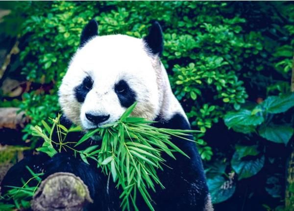 Non-woven kuvatapetti Giant Panda 368x254 cm