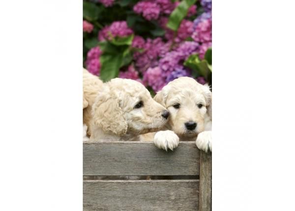 Non-woven kuvatapetti Labrador puppies
