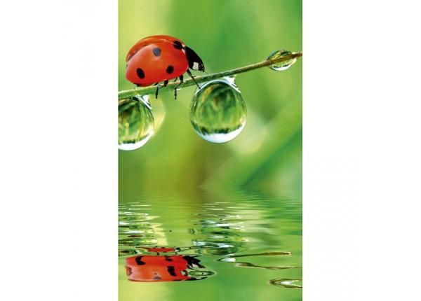 Non-woven kuvatapetti Ladybird