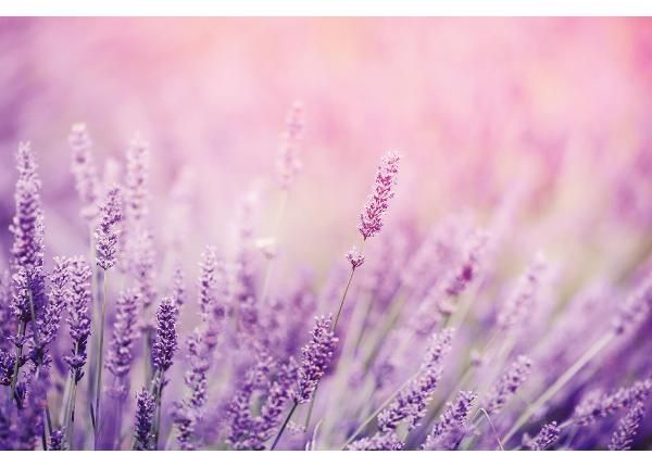Non-woven kuvatapetti Lavender
