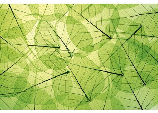 Non-woven kuvatapetti Leaf veins