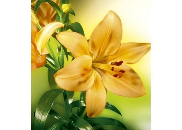 Non-woven kuvatapetti Lily
