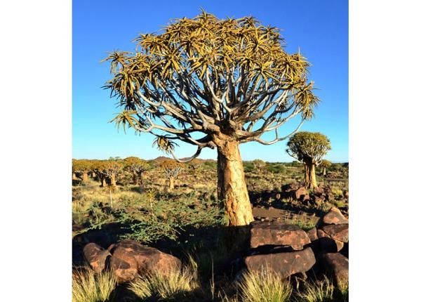 Non-woven kuvatapetti Namibia
