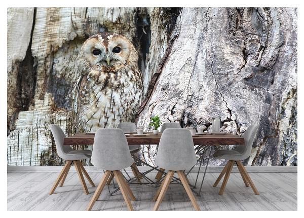 Non-woven kuvatapetti Owl on a Grey Tree 368x254 cm